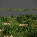 Lush Green Ferns And Different Grass Types In Natural Vegetation Scene
