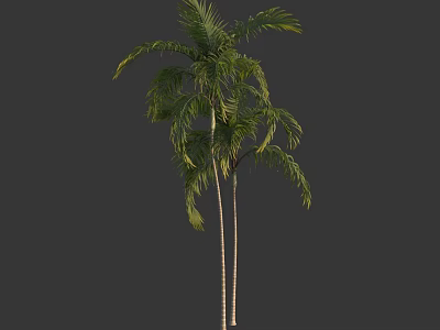 Two Tall Palm Trees With Lush Green Fronds And Straight Trunks 3d model