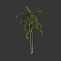 Two Tall Palm Trees With Lush Green Fronds And Straight Trunks