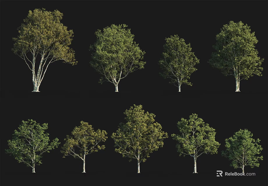 Diverse Arbor Tree Varieties With Different Foliage Shapes And Crown Sizes 3d model