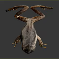 Detailed Brown Frog With Stretched Limbs On Smooth Reflective Surface 3d model