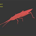 Colorful Stick Insect With Green And Red Body Long Slender Antennae On Grey Background