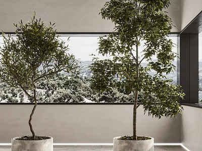 Potted Trees Including Olive in Concrete Planters Indoor Large Window Mountain View 3d model