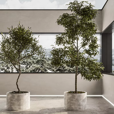 Potted Trees Including Olive in Concrete Planters Indoor Large Window Mountain View 3d model