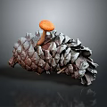 Fresh Organic Orange Edible Mushroom Growing On Natural Wild Pine Cone