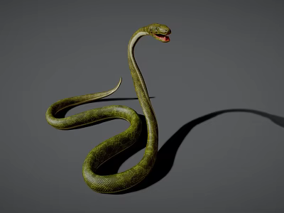 Green Reptile Snake With Coiled Body On Gray Background And Shadow 3d model