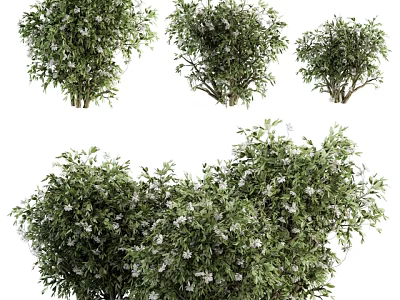 Lush Green Garden Shrubs With Dense Foliage And White Blossoms In Various Sizes 3d model
