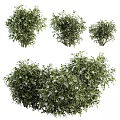 Lush Green Garden Shrubs With Dense Foliage And White Blossoms In Various Sizes