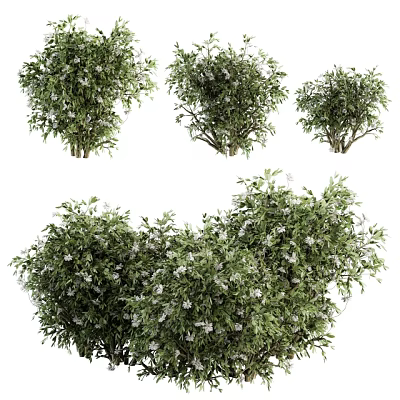Lush Green Garden Shrubs With Dense Foliage And White Blossoms In Various Sizes 3d model