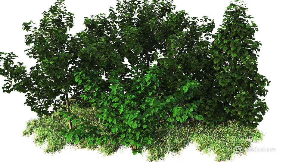 Lush Green Trees With Dense Foliage And Surrounding Green Grass Area 3d model 