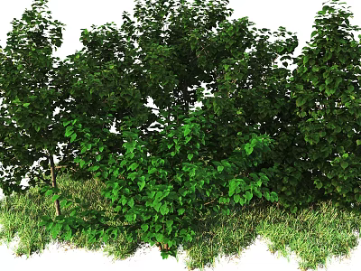 Lush Green Trees With Dense Foliage And Surrounding Green Grass Area 3d model