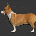 Cute Brown and White Corgi Standing Against Black Background With Clear Reflection