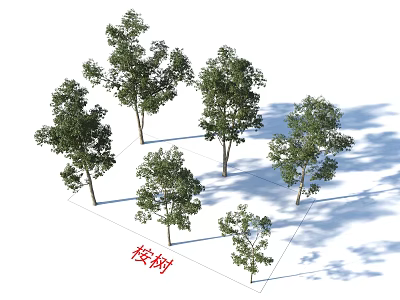 Eucalyptus Trees With Lush Green Canopy Evergreen Foliage And Tall Trunk Structure 3d model