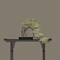 Elegant Pine Bonsai Plant On Dark Carved Stand With Lighted Beige Wall Background