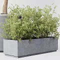Bonsai Potted Plants With Green Leaves Various Sizes And Gray Pots