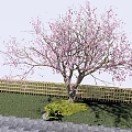 Garden Landscape With Pink Blossom Tree Wooden Fence and Brick Pavement