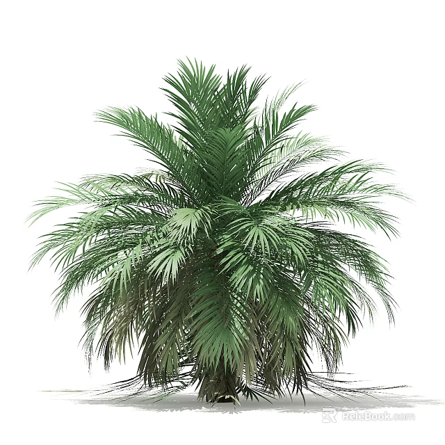Lush Green Palm Tree With Feather Like Leaves And Tall Trunk 3d model 