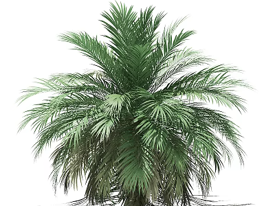Lush Green Palm Tree With Feather Like Leaves And Tall Trunk 3d model