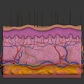 Anatomical Skin Structure Cross Section Model For Medical Education Training Device 3d model