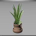 Green Leaf Plant with Long Leaves in Two Tiered Terracotta Pot on Dark Background