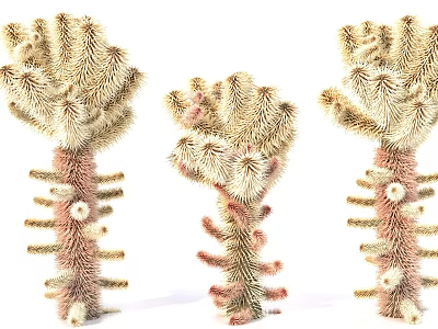 Three Succulent Plants With Fuzzy Texture Branching Stems And Light Brown Beige Color 3d model