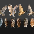 Various Owls in Flying and Standing Poses with Different Colors on Dark Background