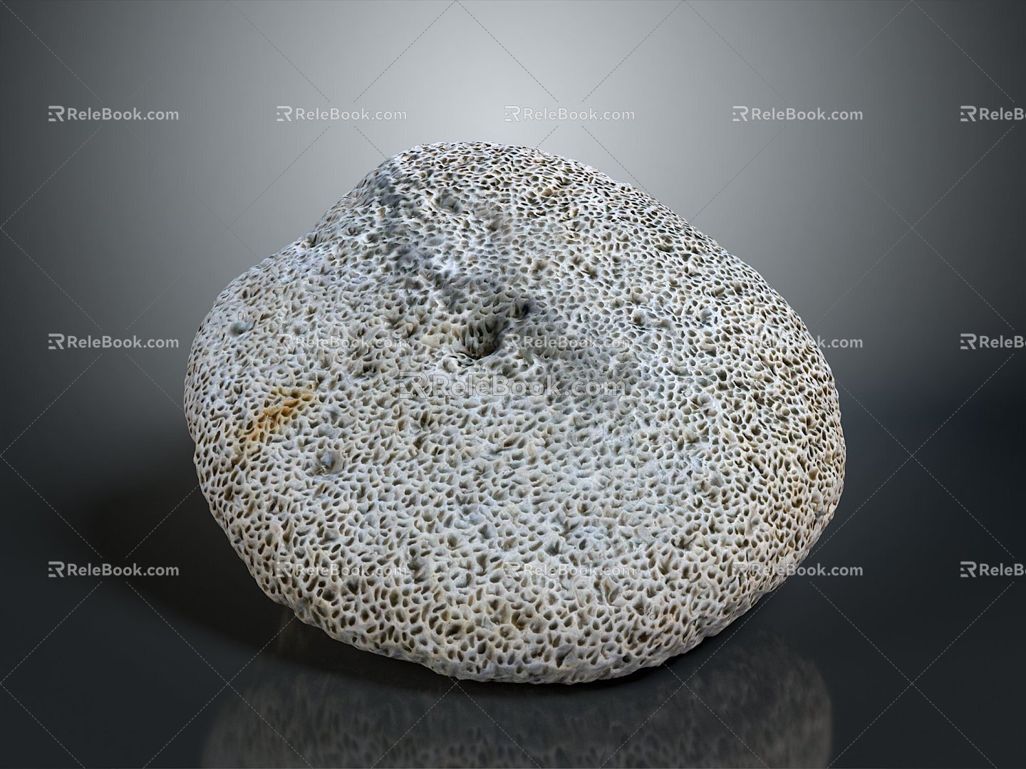 Coral Red Coral White Coral Blue Coral Gold Coral Black Coral Ball Coral Grass Coral Fine Finger Anemone 3d model