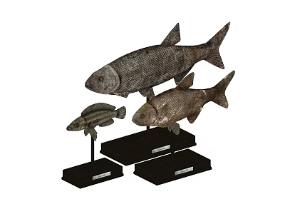 Ornaments combination 3d model