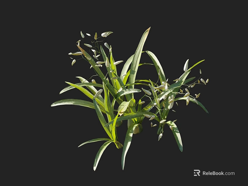 Fresh Green Plants With Long Slender Leaves And Tiny White Buds 3d model 