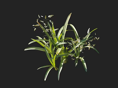 Fresh Green Plants With Long Slender Leaves And Tiny White Buds 3d model