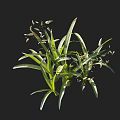 Fresh Green Plants With Long Slender Leaves And Tiny White Buds