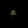 Tall Arbor With Lush Green Foliage And Human Silhouette For Size Comparison