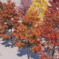 Colorful Deciduous Trees With Various Shapes Sizes And Vibrant Seasonal Foliage