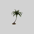 Tall Palm Tree With Slender Curved Trunk And Green Lush Fronds
