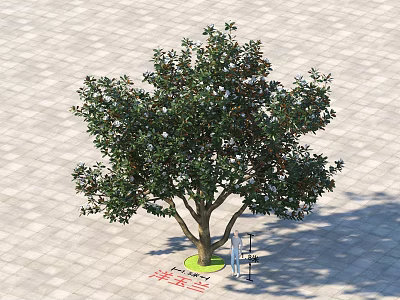 Magnolia Tree with Lush Green Foliage White Flowers and Human Silhouette 3d model