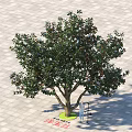 Magnolia Tree with Lush Green Foliage White Flowers and Human Silhouette