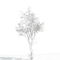 Tall Birch Tree With Snow Covered Branches Against Blue Sky And White Clouds