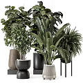 Lush Green Bonsai Potted Plants With Large Leaves Ferns And Modern Black Pots