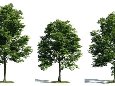 Three Arbor Trees With Varied Shapes Green Leaves And Ground Shadows 3d model