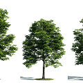 The Modern Tree 3d model