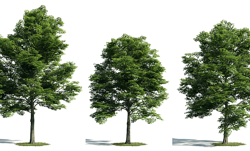 The Modern Tree 3d model