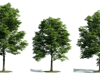 The Modern Tree 3d model