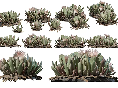 Various Rosette Shaped Succulent Plants With Thick Fleshy Leaves And Pink Blooms 3d model