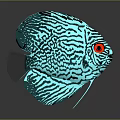 Turquoise Discus Fish With Black Striped Pattern And Glowing Tropical Features