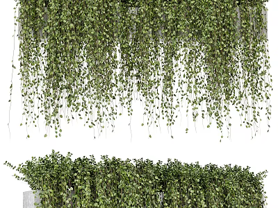 Lush Green Hanging Vines With Cascading Foliage For Natural Decorative Wall 3d model