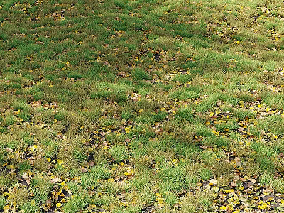 Lush Green Grass Field Scattered With Yellow Fallen Leaves In Natural Setting 3d model