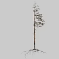 Tall Single Tree With Straight Trunk Green Leaves Branches And Exposed Roots