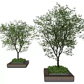 Two Lush Arbor Trees With Green Leaves Planted In Wooden Planters