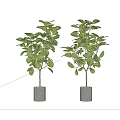 Bonsai Potted Plants With Lush Green Leaves In Gray Concrete Pots For Indoor Decor