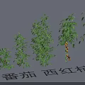 Garden Landscape Featuring Tomato Plants With Various Heights Ripe Fruits And Green Leaves